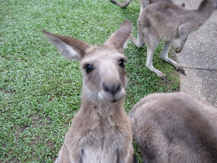 2009_oz_0003 2009_oz_0003