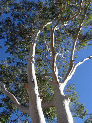 2009_oz_0014 2009_oz_0014